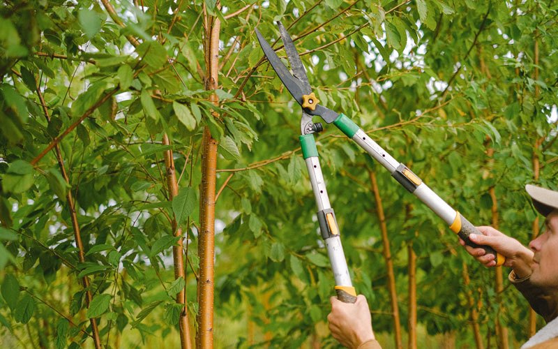 Tree trimming in Berkeley Heights, NJ